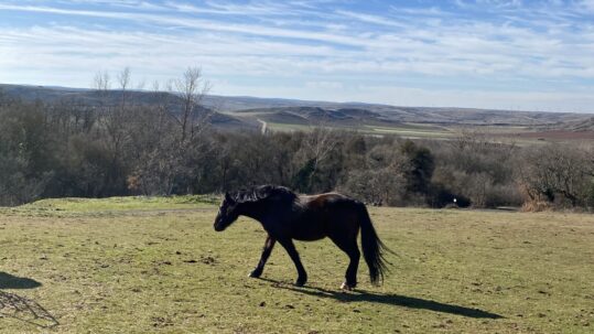 Actividad con caballos
